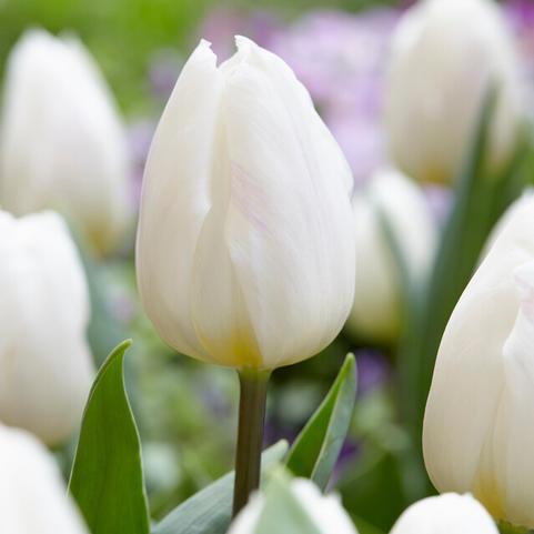 Tulipa Triumph 'White Flag'