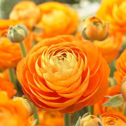 Ranunculus Aviv 'Orange'