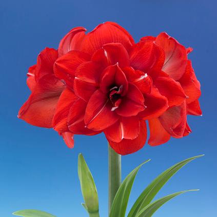 Amaryllis Peruvian 'Double King'