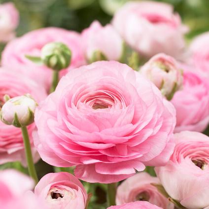 Ranunculus Aviv 'Rose'