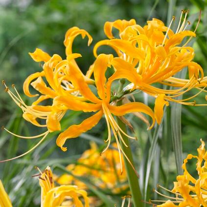 Lycoris Spider Lily 'Aurea'
