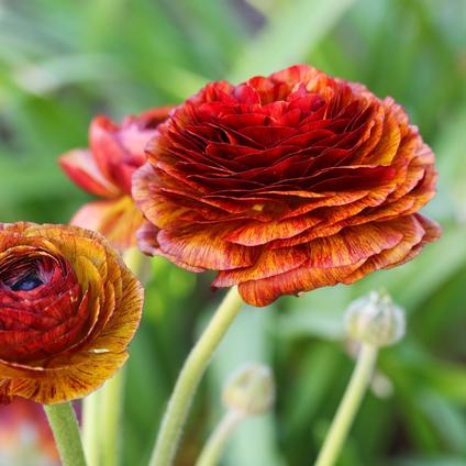 Ranunculus Tecolote 'Cafe'
