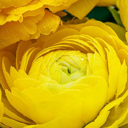 Ranunculus Tecolote 'Gold'