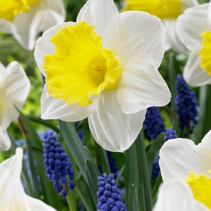 Narcissi Trumpet 'Holland Sensation'