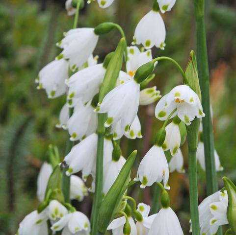 Leucojum 'Aestivum'