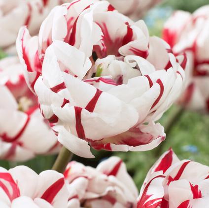 Tulipa Double Late 'Carnaval de Nice'