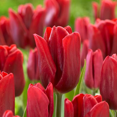 Tulipa Single Early 'Ruby Prince'