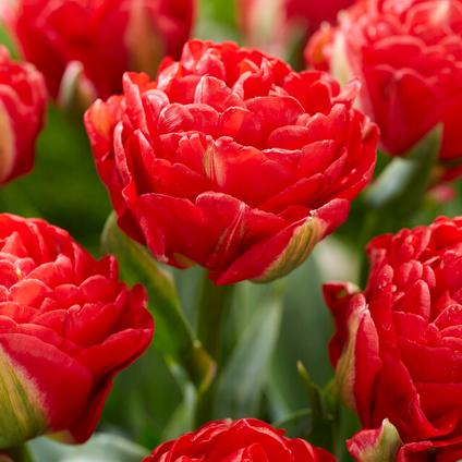 Tulipa Double Early 'Pamplona'