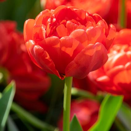 Tulipa Double Mid 'Miranda'