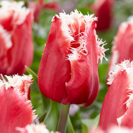 Tulipa Fringed 'New Santa'