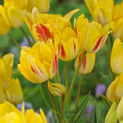 Tulipa Bunch Flowering 'Sunshine Club'