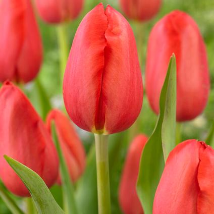 Tulipa Single Late 'Sky High Scarlet'