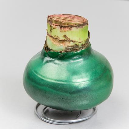 Amaryllis Wax 'Shiny Green'