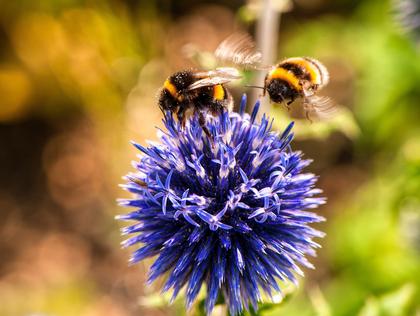 The Buzz About Neonics