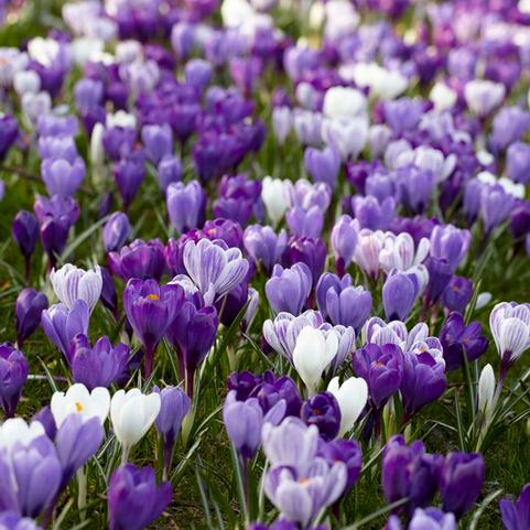 Crocus Large Flowering 'Blue Moon Mixture'