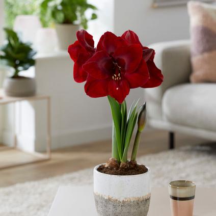 Amaryllis Dutch 'Carmen'