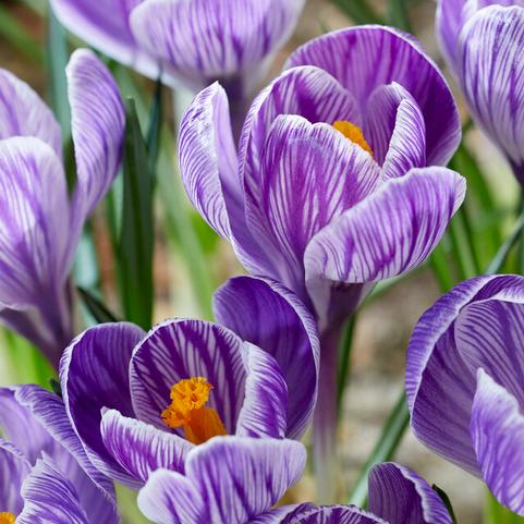 Crocus Large Flowering 'Pickwick'