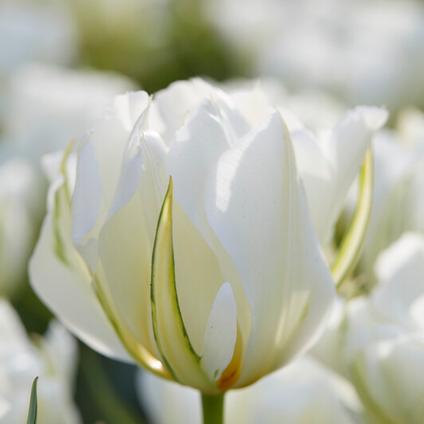 Tulipa Emperor 'Exotic Emperor'