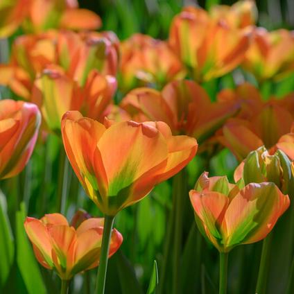 Tulipa Green 'Orange Marmelade