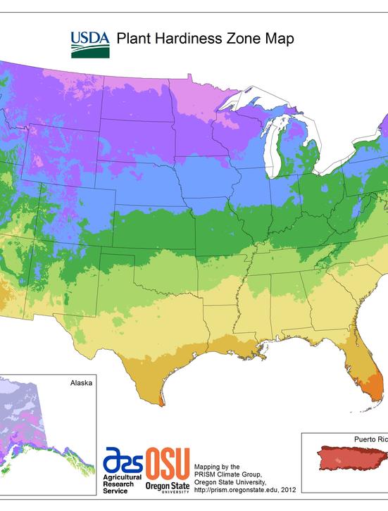 When to Plant Bulbs and Perennials
