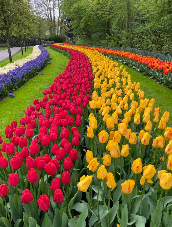 Why Tulips Aren't Truly Perennial