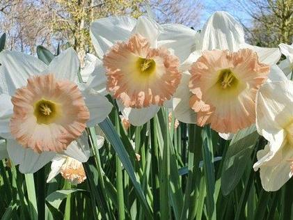 Top 12 Deer-Resistant Flower Bulbs