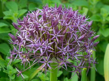 Pollinator-Friendly Bulbs for your Garden