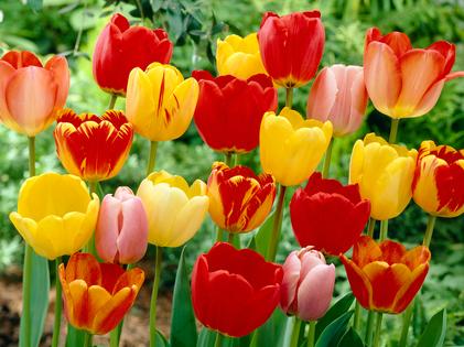 Bumper Crop of Darwin Tulip Bulbs for Fall 2020
