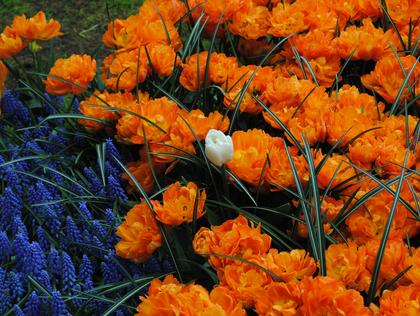 Flower Bulbs 101: Planting & Storage