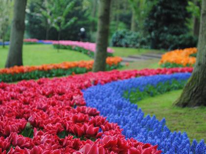How to Avoid Common Flower Bulb Pitfalls