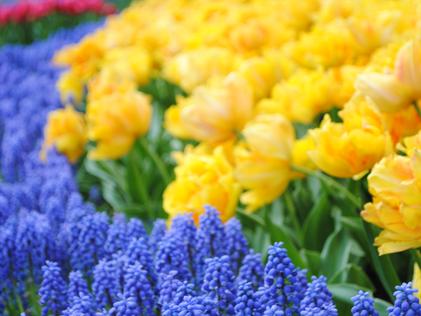 Why Don't My Tulips Come Back?