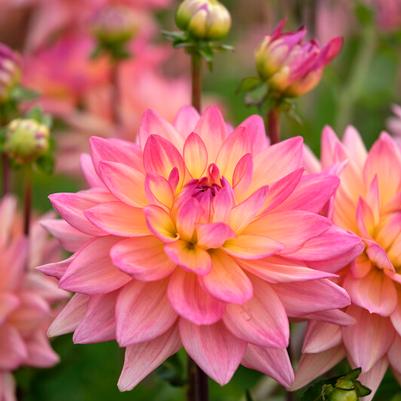 Melody Dahlia Tubers