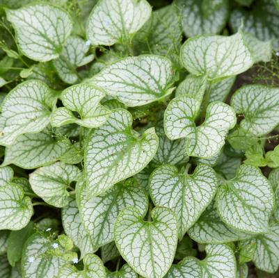 Brunnera