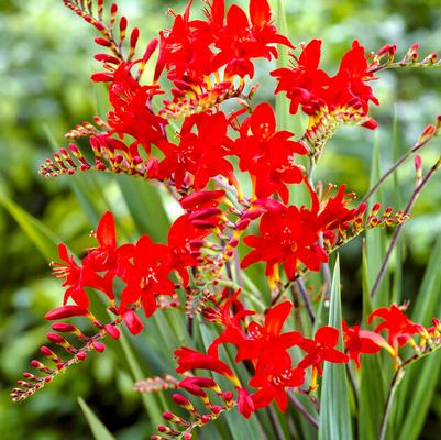 Crocosmia