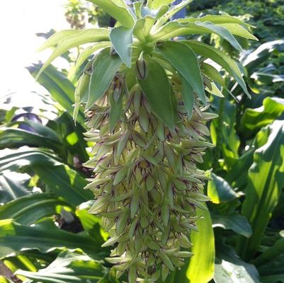 Eucomis