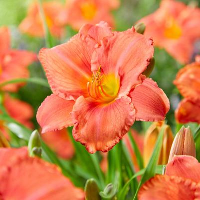 Hemerocallis