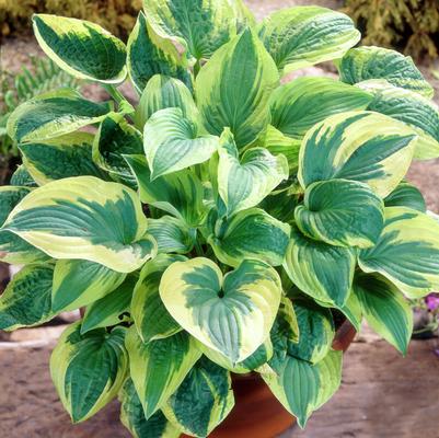 Hosta
