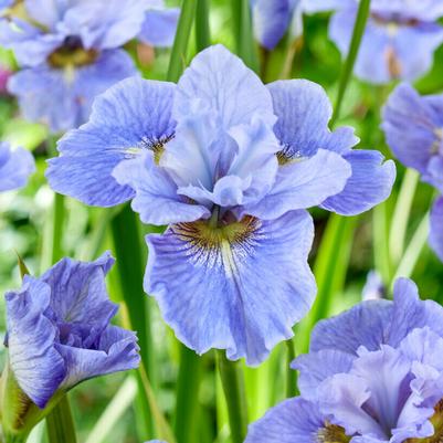 Iris