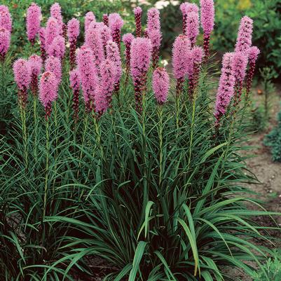 Liatris