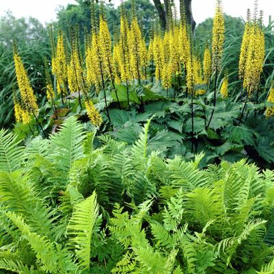 Ligularia