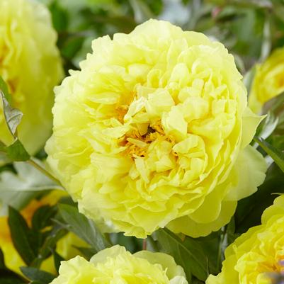 Peonies