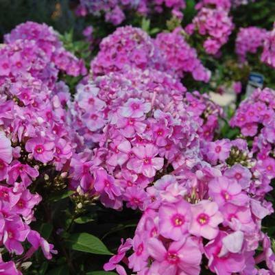 Phlox