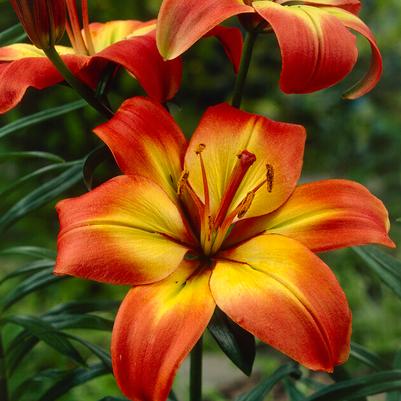 Asiatic Lilium Flower Bulbs