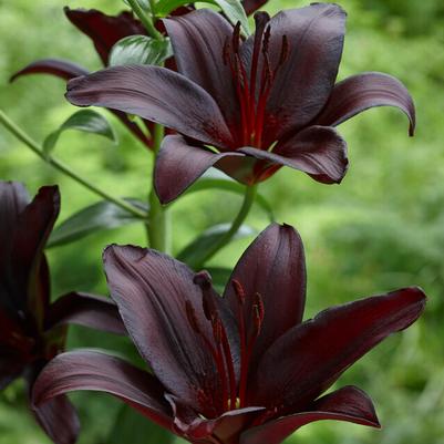 OT-Hybrid Lilium Flower Bulbs