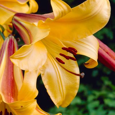 Trumpet Lilium Flower Bulbs