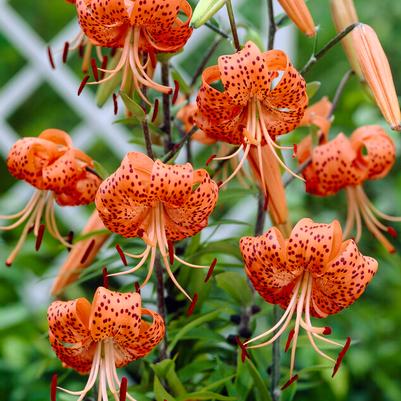 Tiger Lilium Flower Bulbs