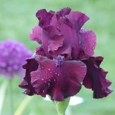 Reblooming Bearded Iris Rhizomes