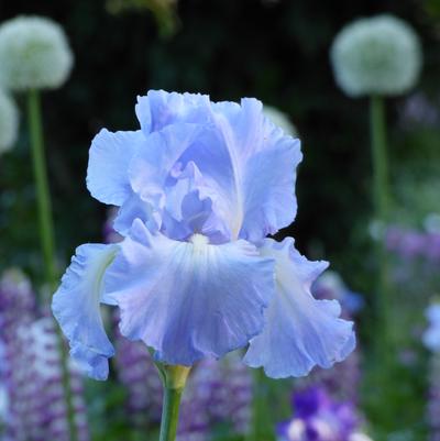 Standard Bearded Iris Rhizomes