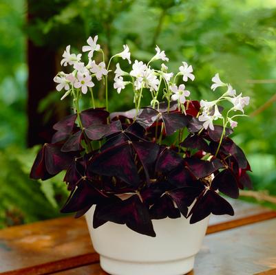 Oxalis Flower Bulbs