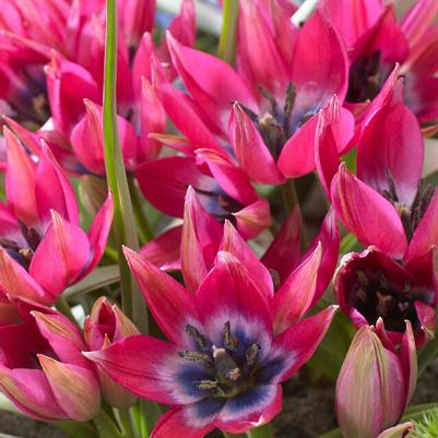 Miniature Tulip Bulbs